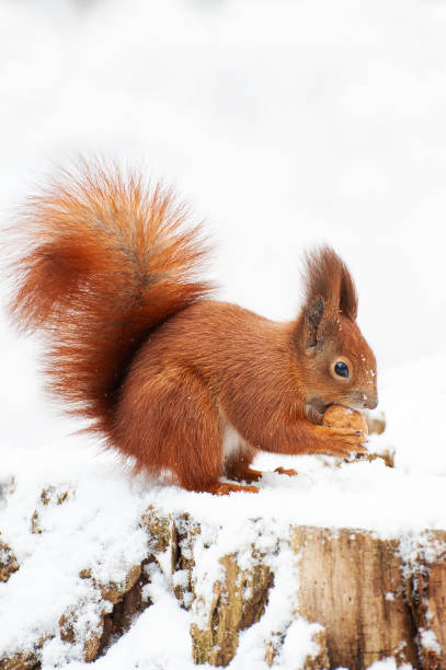 istock Red squirrel in the winter forest . 1443058283