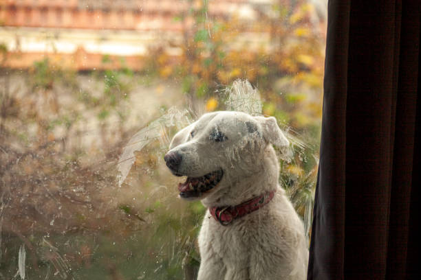 istock Portrait of a Dog 1443058699
