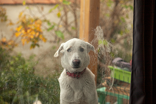 View of a white dog watching inside of house from garden through the dirt it made on the glass of window.