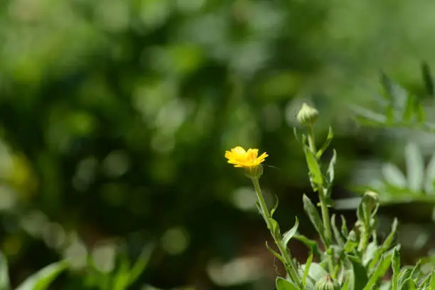 yellow flower with blurred green background