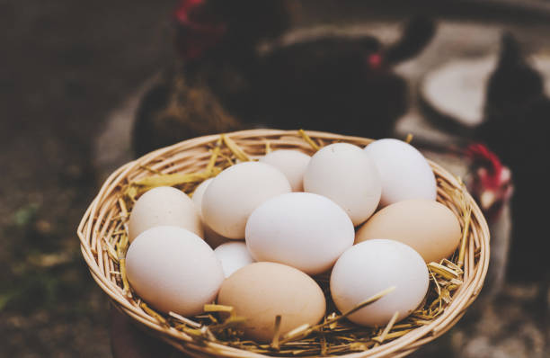 istock Homemade chicken eggs in a basket. Selective focus. 1443059696