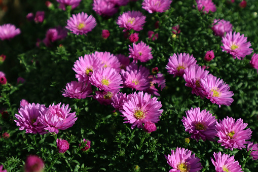 Beautiful pink New York Aster in the garden