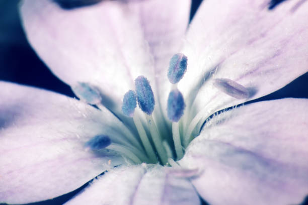 Enlarged flowers (even outwardly simple) look amazingly beautiful when magnified, stamens and petals