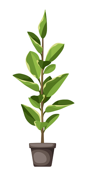 Ficus elastica. Houseplant in a pot isolated on a white background. Vector illustration