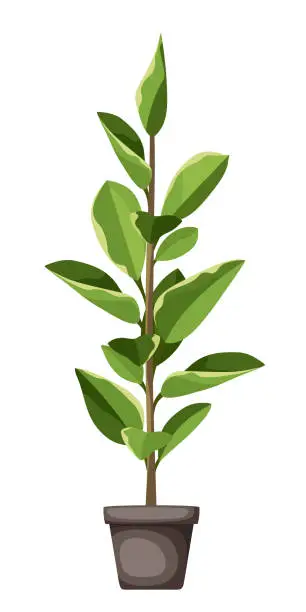 Vector illustration of Ficus elastica. Houseplant in a pot. Vector illustration