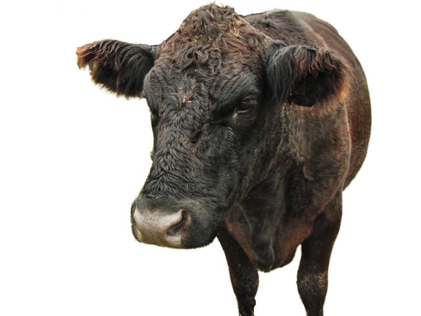 istock Black angus cow isolated on white background 1443062646