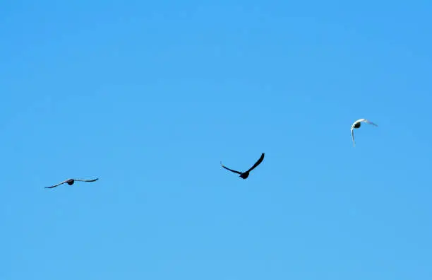 three birds fly over the blue sky