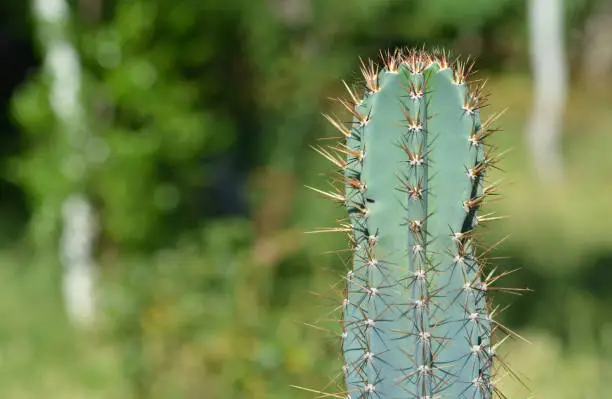 a detail of cactus with a blurred background