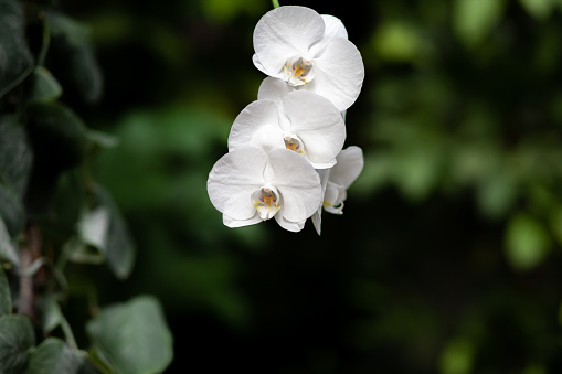 Beautiful white petals of an orchid flower on a dark background in a greenhouse. Growing orchid flowers. Empty space for text.