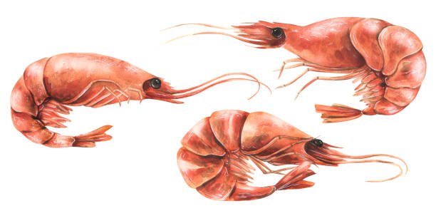 istock Boiled shrimp whole, unpeeled. Watercolor illustration. a set of isolated objects on a white background from the SHRIMP collection. For the design and design of menus, recipes, packaging, shop 1443066416