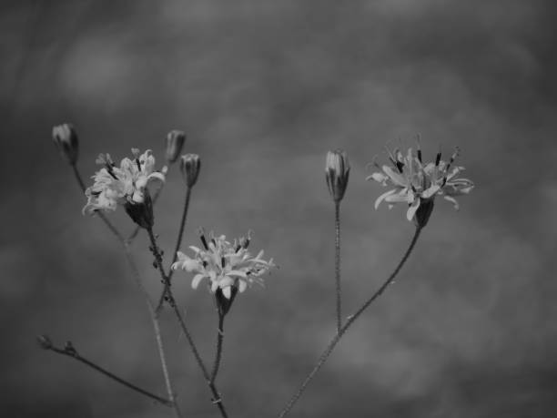 istock Bokeh behind weed-wildflowers 1443066439