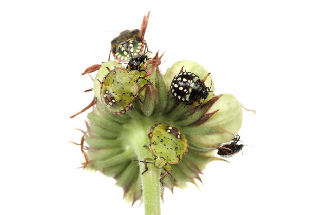 istock Group of southern green stink bugs on calendula flower. 1443067396