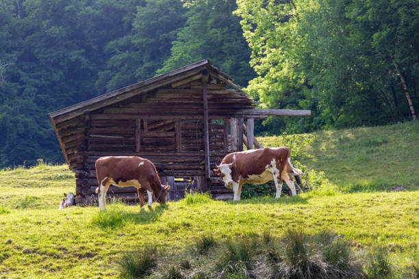 Abandoned and dilapidated shepards hut with two cows grazing in front of it on a mountain side in Switzerland.