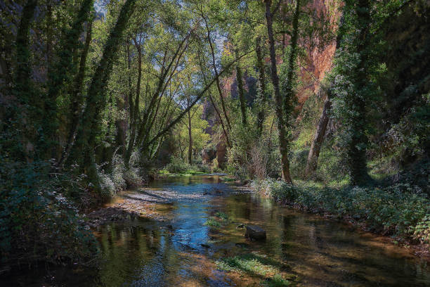 istock Mountain stream through the trees, on a sunny day 1443076393