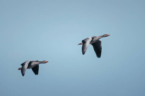 Two flying greylag geese against the sky stock photo