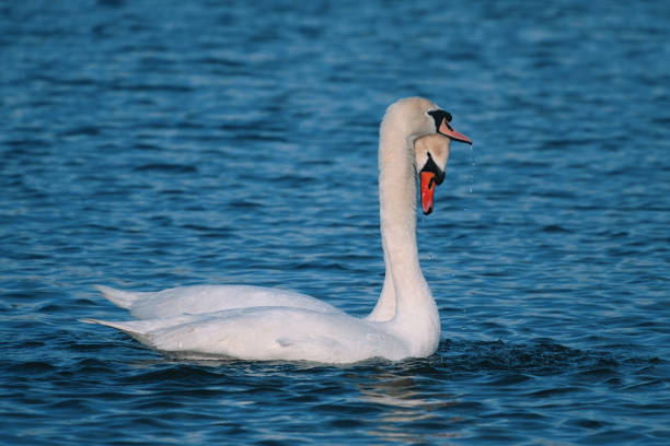 A pair of white swans swimming in a lake stock photo