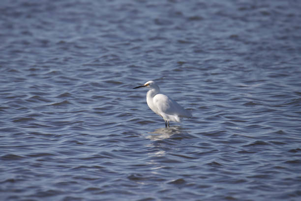 garza nival (egretta thula) de pie en un estanque - wading snowy egret egret bird fotografías e imágenes de stock