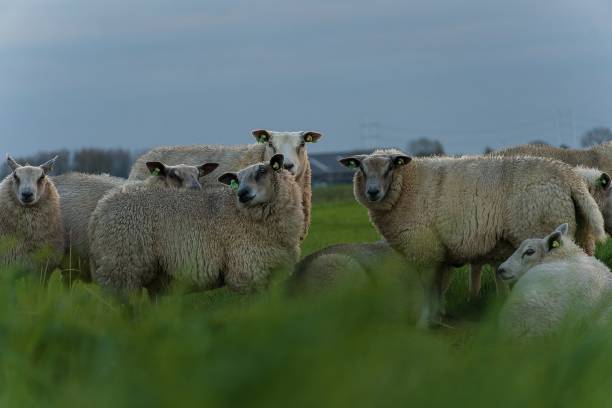 istock A flock of sheep in the meadow 1443076756