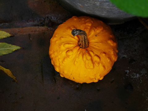 Nice photo of squash on a table during the seasonal harvest