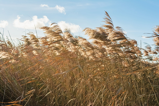 Dry grass with long stems in windy weather. Sunny autumn day. Nature abstract background. Selective focus