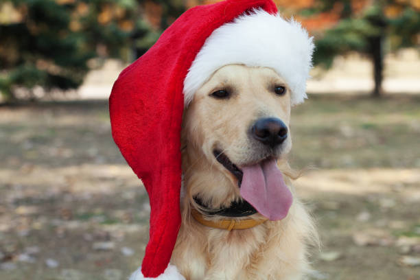 istock Golden Retriever wearing a Santa hat 1443078661