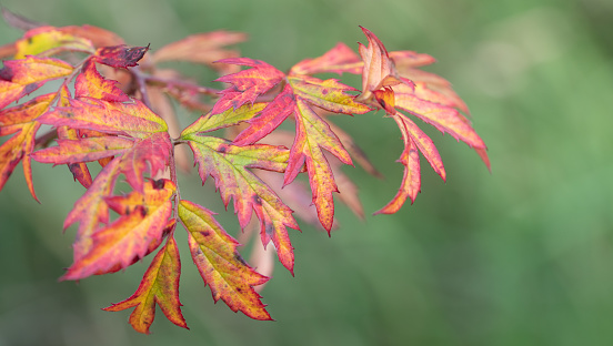 Close up of leaves turning red and yellow in autumn. The background is green.