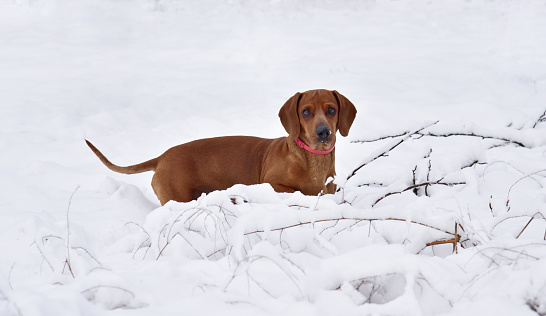 Red dog breed dachshund walks in winter snow outdoor. Cute pet dog in a snowy forest on the hunt.