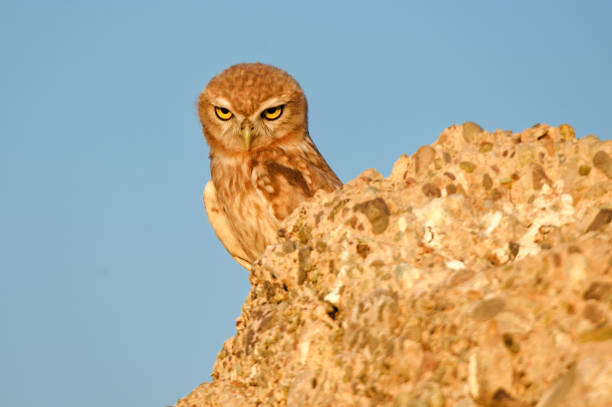 istock very angry little owl bird 1443084020