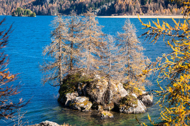 낙엽송 나무가있는 호수의 경치 좋은 작은 섬 - graubunden canton engadine stone larch tree 뉴스 사진 이미지