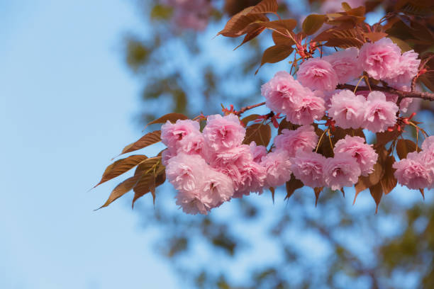 Cherry blossoms close up Cherry blossoms close up. Natural floral background. Delicate pink sakura flowers in spring. Seasonal wallpaper. Cherry blossom branch on blurred background. double flower stock pictures, royalty-free photos & images