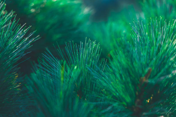istock Forest background of pine needles 1443084158