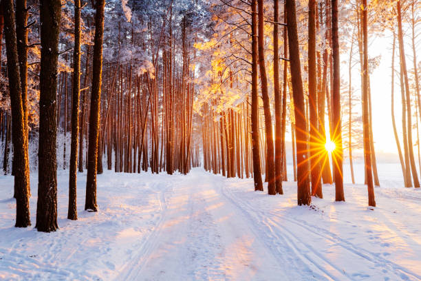 istock Winter christmas sunrise 1443084824