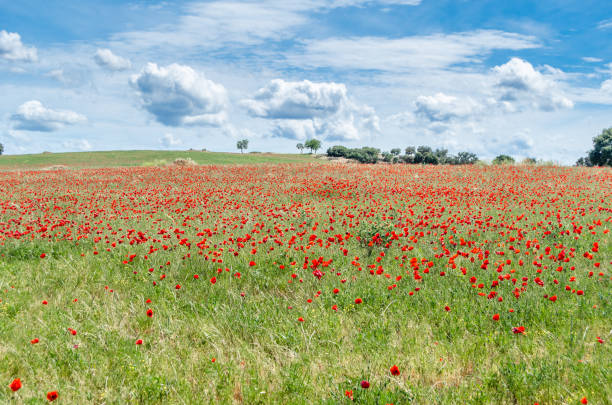 istock Red poppies in a field, spring background 1443084949