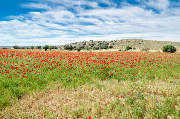istock Red poppies in a field, spring background 1443084973