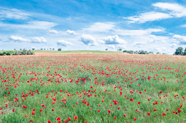 istock Red poppies in a field, spring background 1443084978