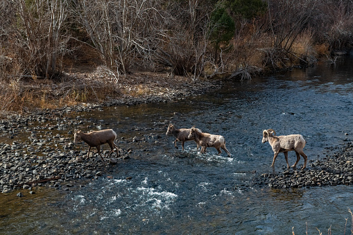 Big Horn sheep crossing the South Platte River southwest of Denver, Colorado in western USA.