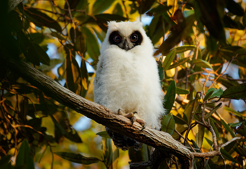 Madagascar Owl - Asio madagascariensis also Madagascan or Madagascar long-eared owl, endemic to the island of Madagascar, white young baby chick on the branch.