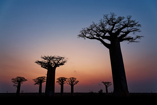 Landscape with the big trees baobabs in Madagascar. Baobab alley during sunset or sunrise, late evening orange sun and baobab silhouettes.