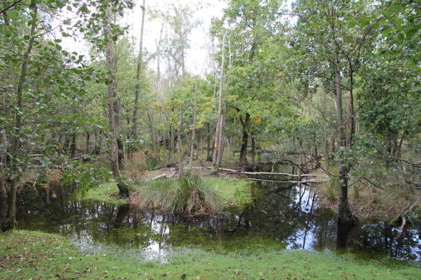 istock a waterlogged forest with water and green trees 1443085222