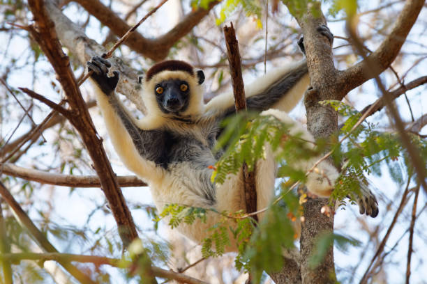 Verreauxs Sifaka - Propithecus verreauxi or White sifaka, primate in the Indriidae, lives from rainforest to dry deciduous forests of western Madagascar, white with brown on sides, top of head and arms. verreauxs sifaka - propithecus verreauxi o sifaca blanco, primate de los indriidae, vive desde la selva tropical hasta los bosques caducifolios secos del oeste de madagascar, blanco con marrón en los lados, la parte superior de la cabeza y los brazos
