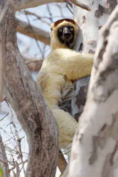 Verreauxs Sifaka - Propithecus verreauxi or White sifaka, primate in the Indriidae, lives from rainforest to dry deciduous forests of western Madagascar, white with brown on sides, top of head and arms.