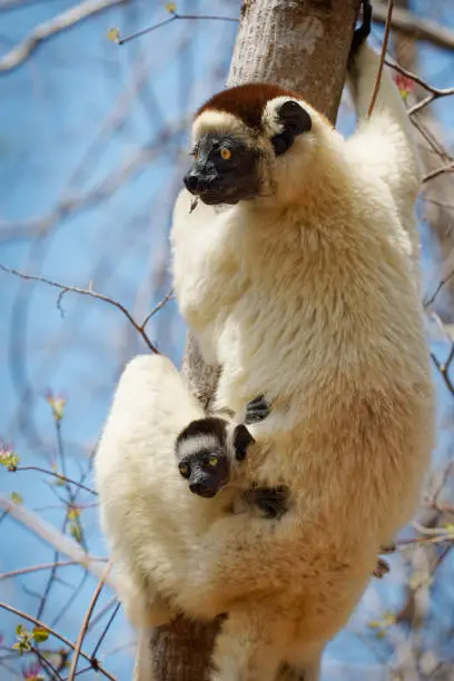 Verreauxs Sifaka - Propithecus verreauxi or White sifaka, primate in the Indriidae, lives from rainforest to dry deciduous forests of western Madagascar, carrying small baby on the tree.