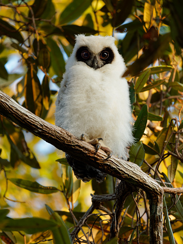 마다가스카르 올빼미 Asio Madagascariensis 또한 마다가스카르 또는 마다가스카르 긴 귀 올빼미 마다가스카르 섬