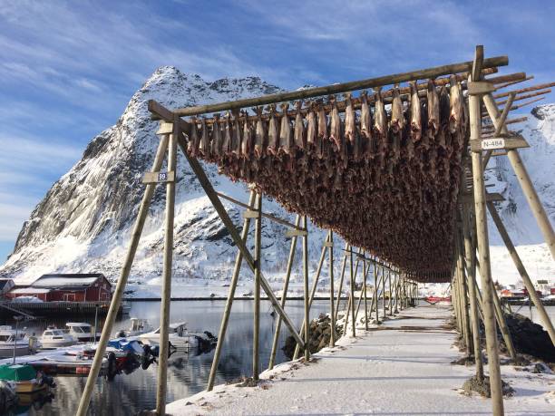 レーヌの魚、ロフォーテン諸島 - stockfish ストックフォトと画像