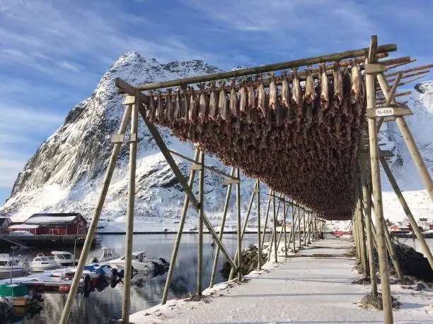 Picture of fish drying on Reine, Lofoten