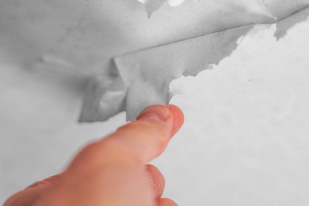 istock Peeling rotting old ceiling by hand. Cracked damp ceiling peel 1443086489