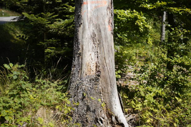 istock dying forests due to senseless clearing in the forest 1443087250