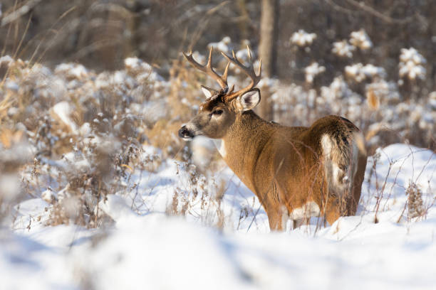 white-tailed deer  in winter stock photo