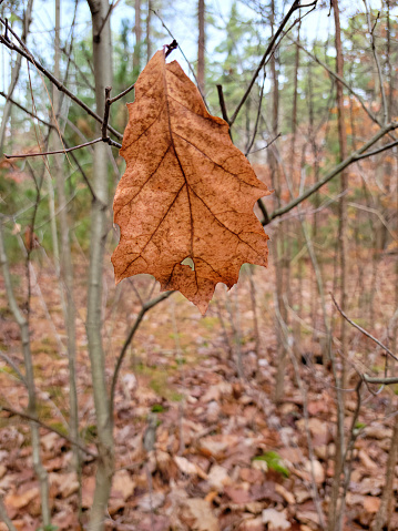 Single dried brown oak leaf on a tree branch in autumn woods