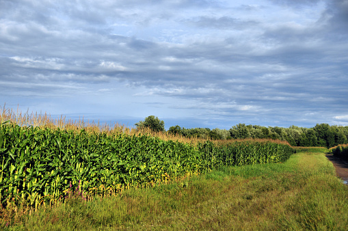 Notre-Dame-de-Pierreville, Nicolet-Yamaska Regional County Municipality, Quebec, Canada: agricultural field with corn used for silage, a type of fodder made from green foliage crops which have been preserved by fermentation to the point of acidification, used for cattle feeding as it is high in energy and digestibility and is easily adapted to mechanization.